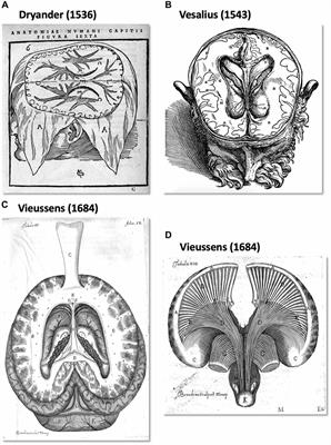 The Nomenclature of Human White Matter Association Pathways: Proposal for a Systematic Taxonomic Anatomical Classification